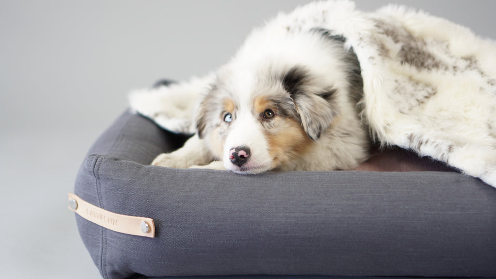 Cama Stokke para perros