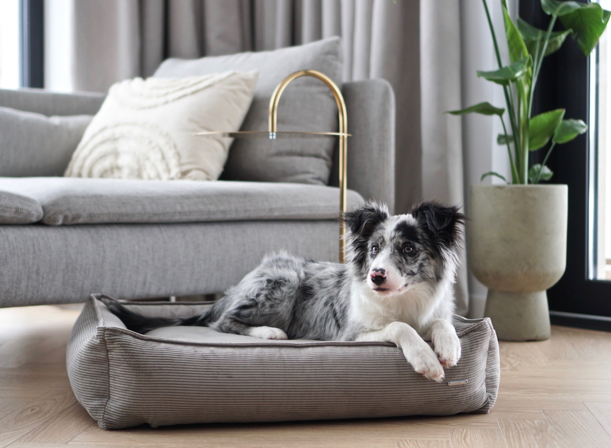 Cama Strippo para perros en pana