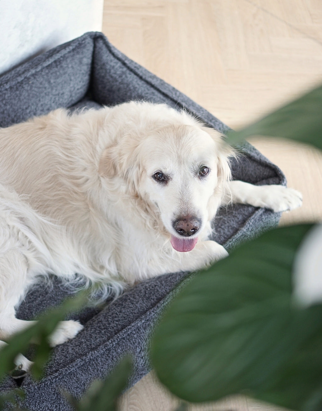 Cama Bukkla Dog Bed en bouclé para perros