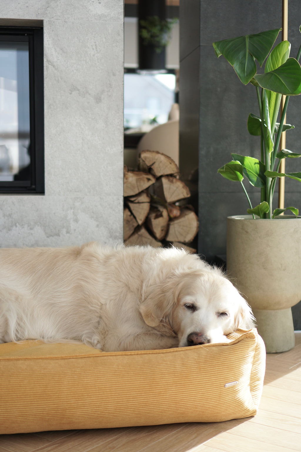 Cama Strippo para perros en pana