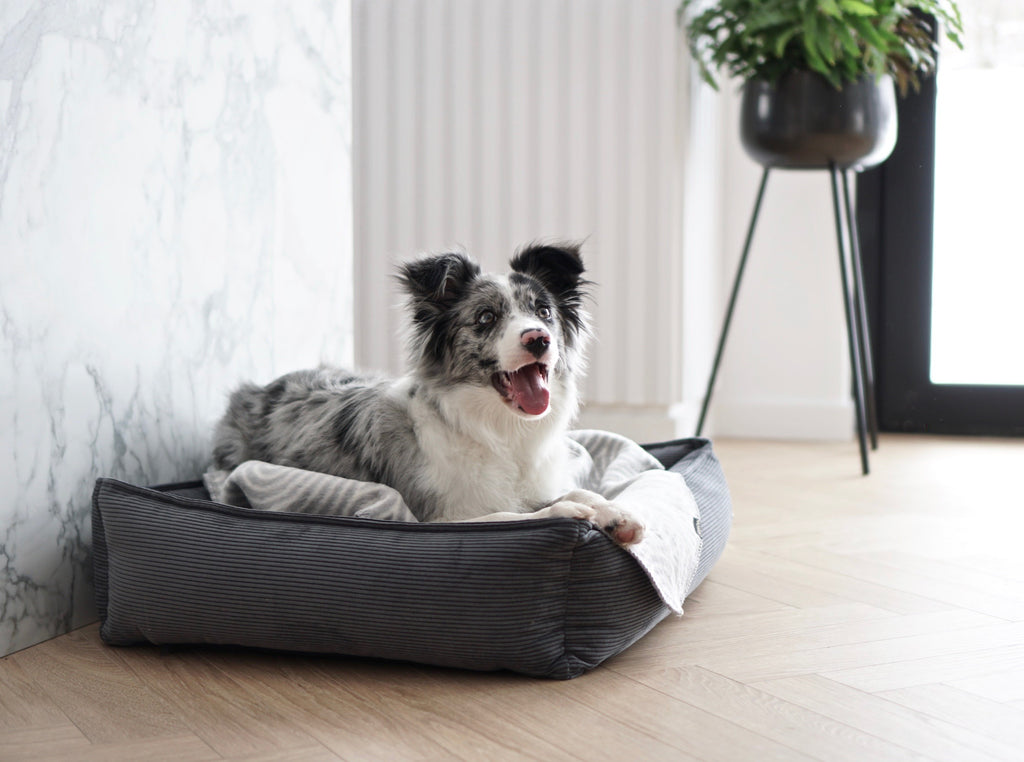 Cama Strippo para perros en pana