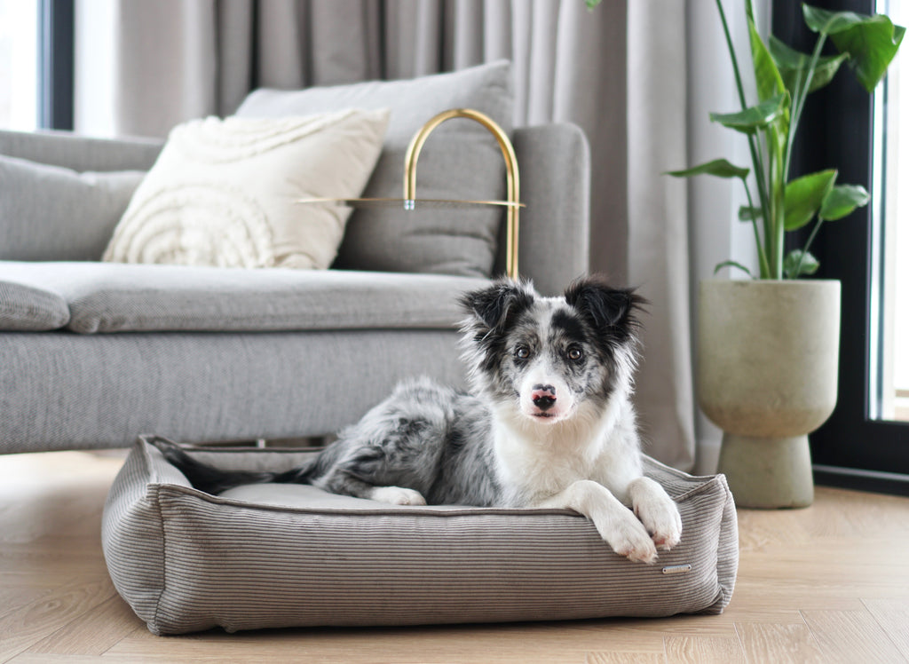 Cama Strippo para perros en pana