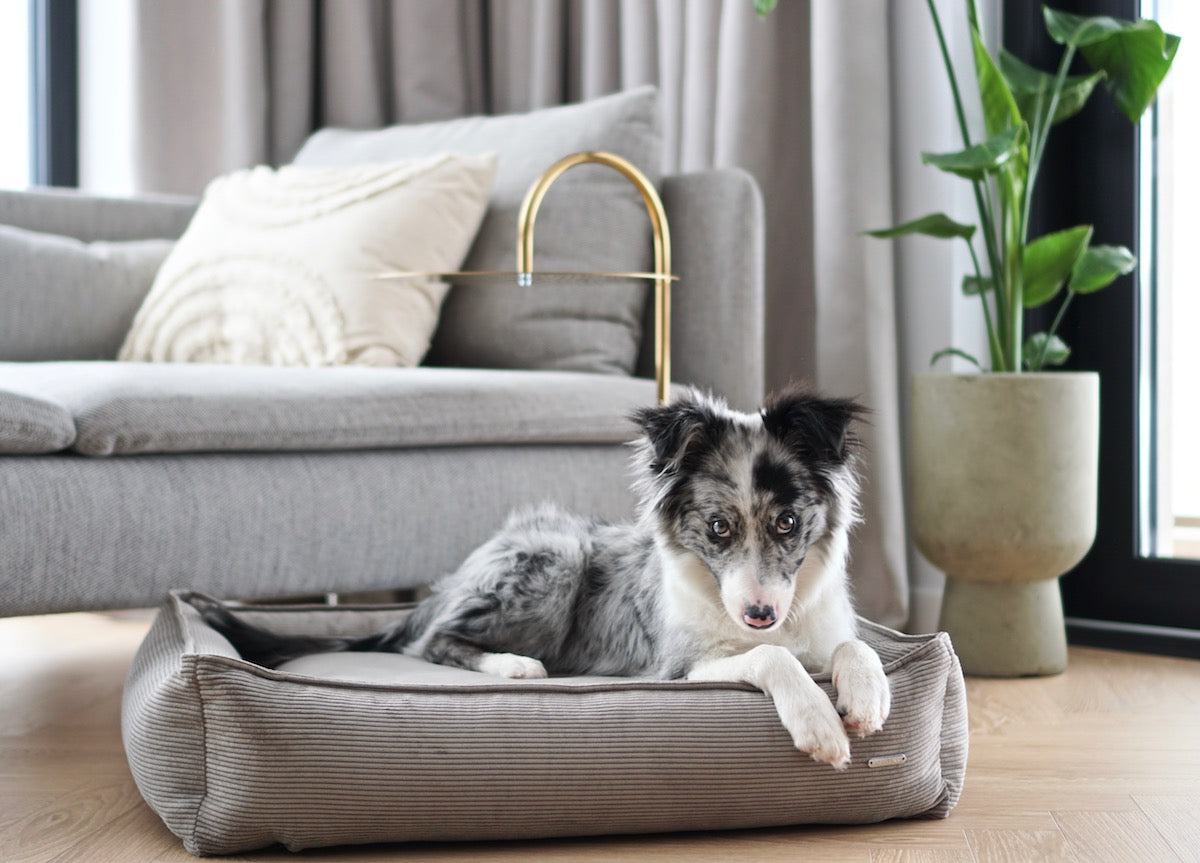 Cama Strippo para perros en pana