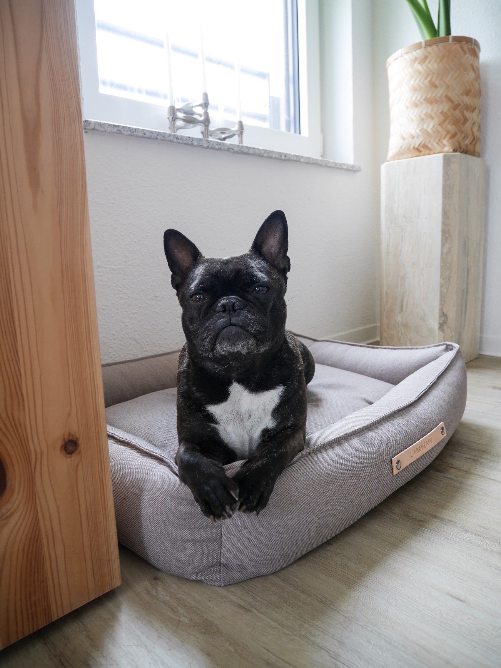 Cama TÖVE para perros