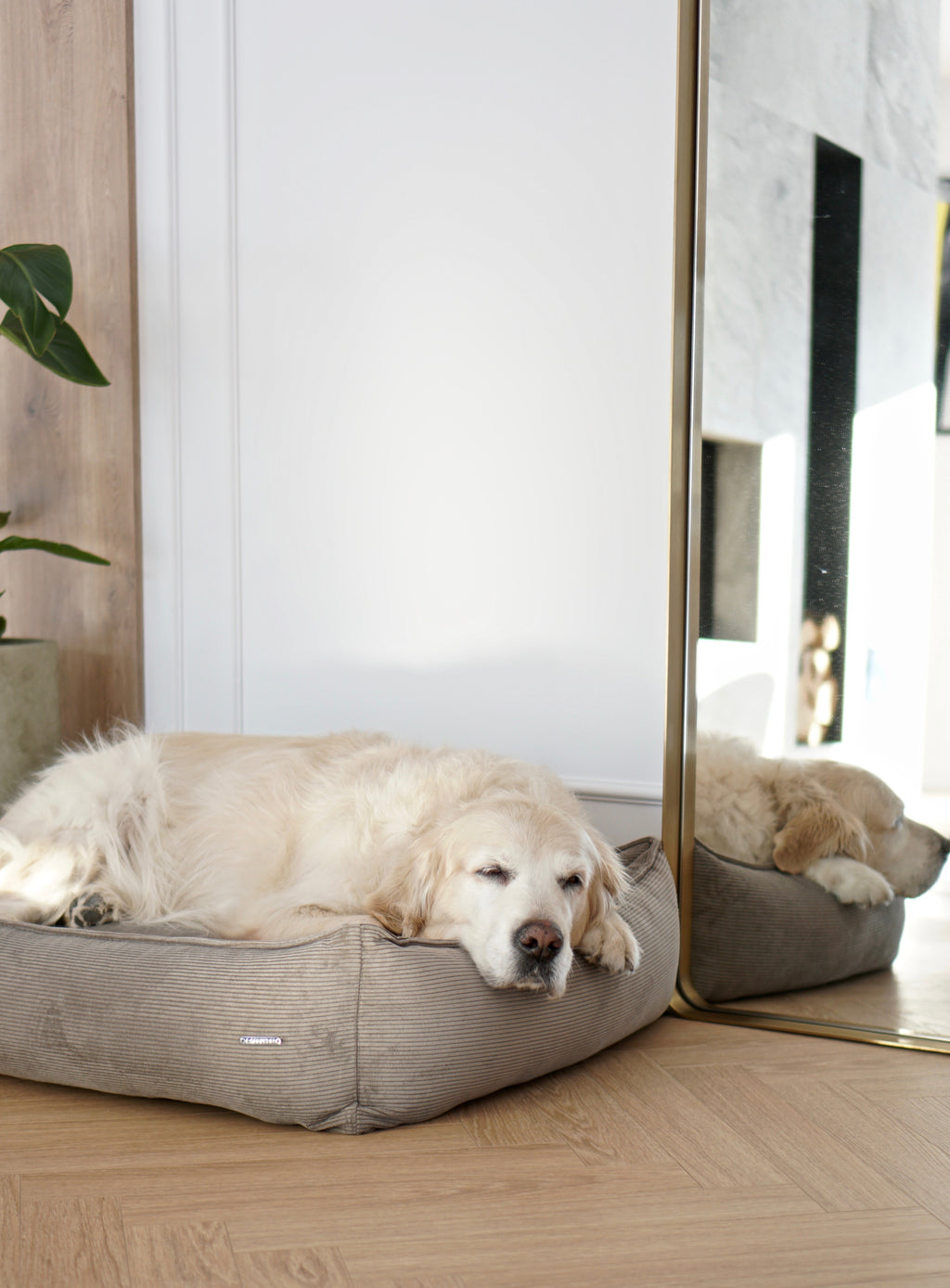 Cama Strippo para perros en pana