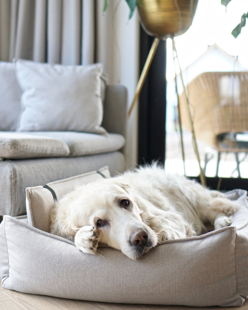 Cama ortopédica Orteo para perros