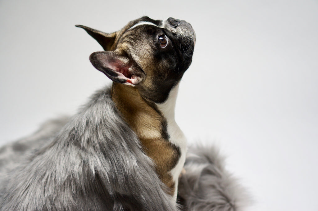 Manta doble cara Föra para perros