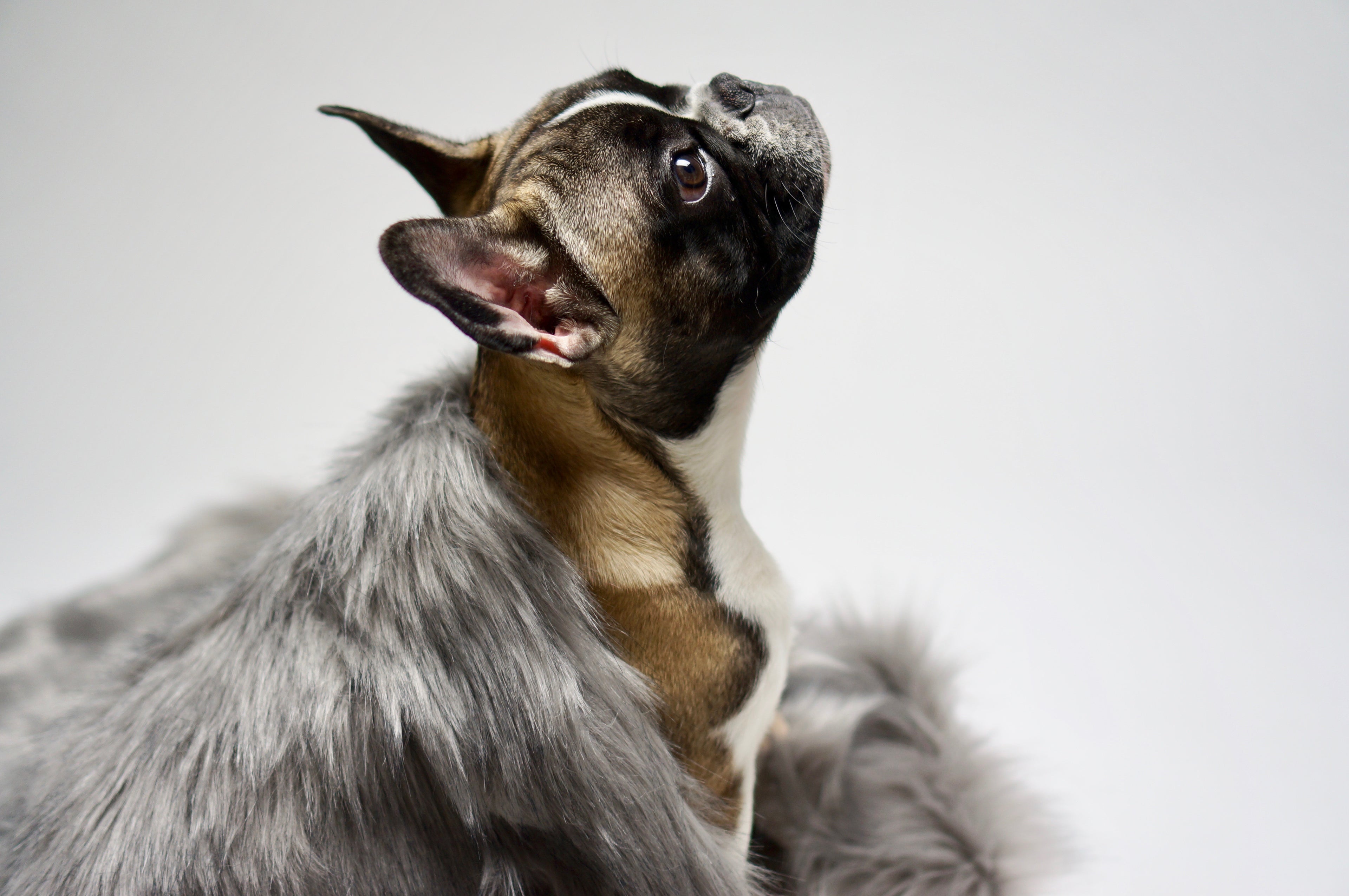Manta doble cara Föra para perros