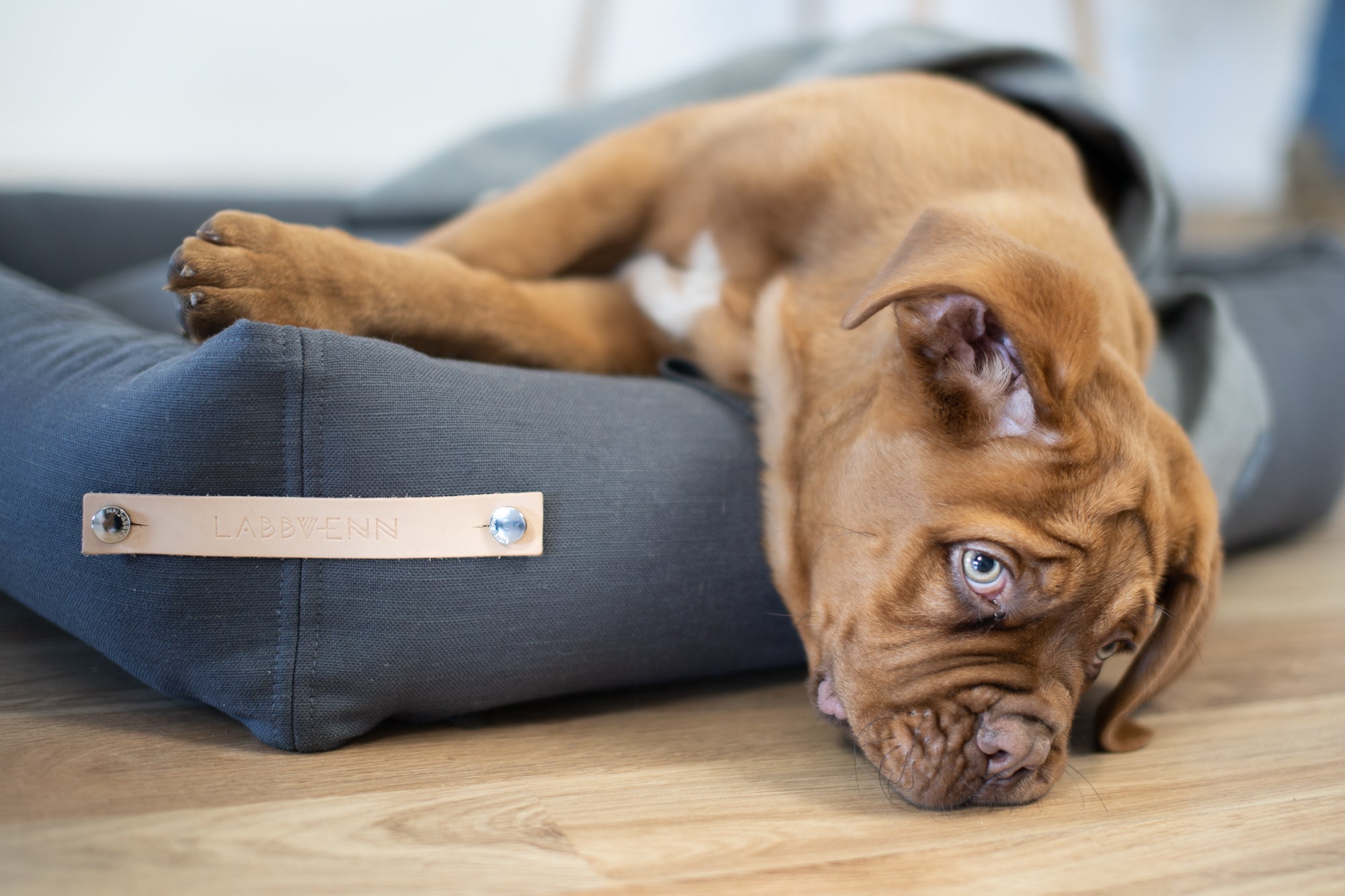 Cama Stokke para perros