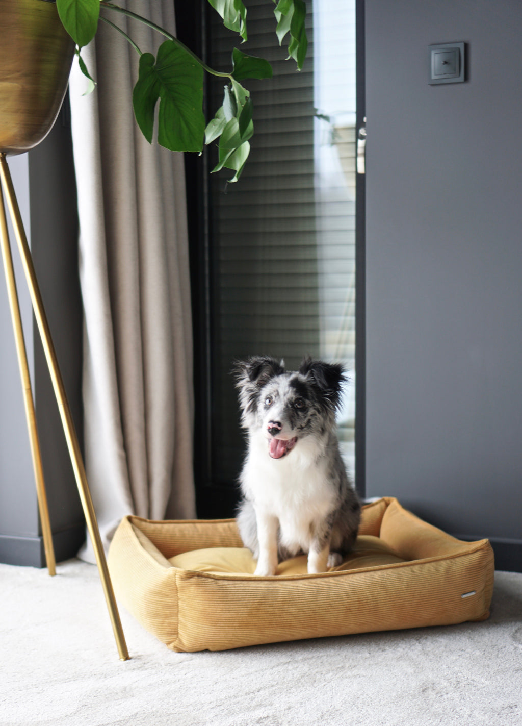 Cama Strippo para perros en pana