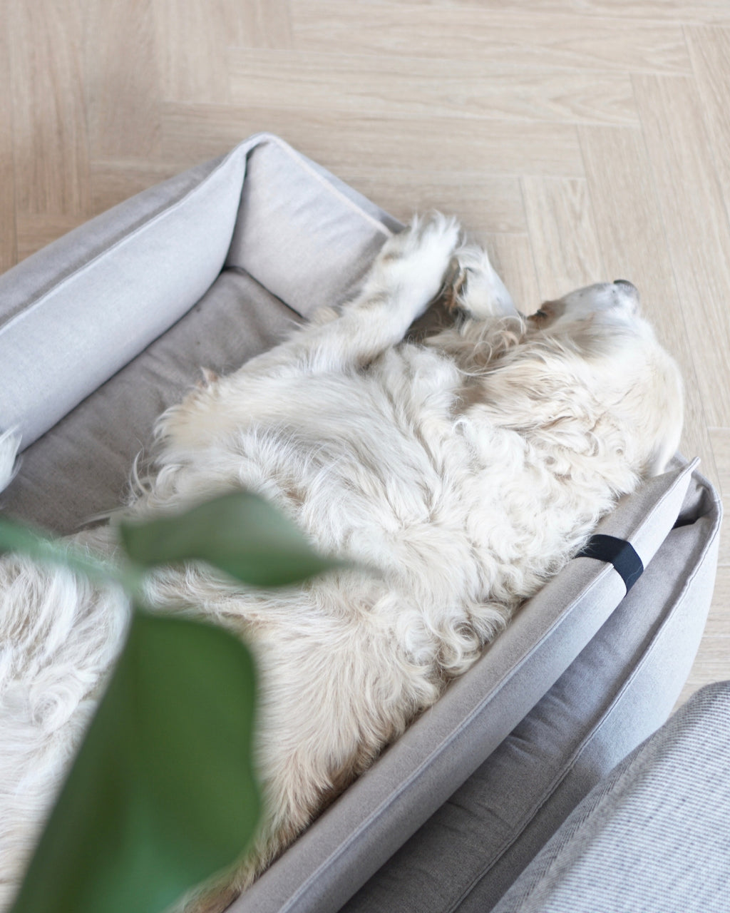 Cama ortopédica Orteo para perros