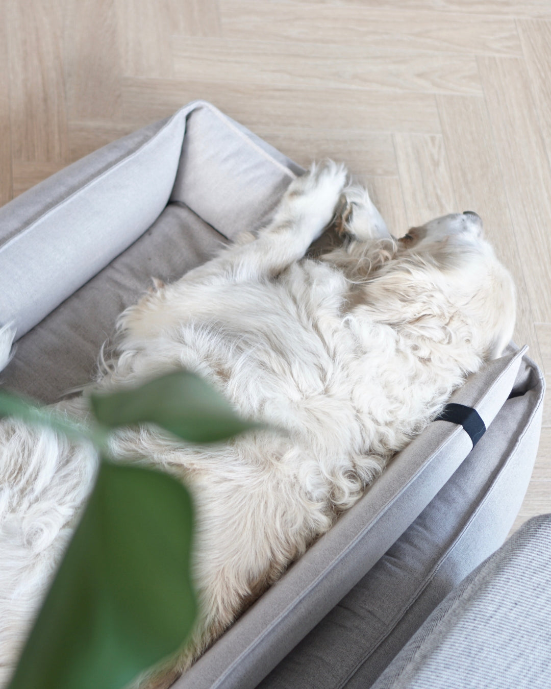 Cama ortopédica Orteo para perros