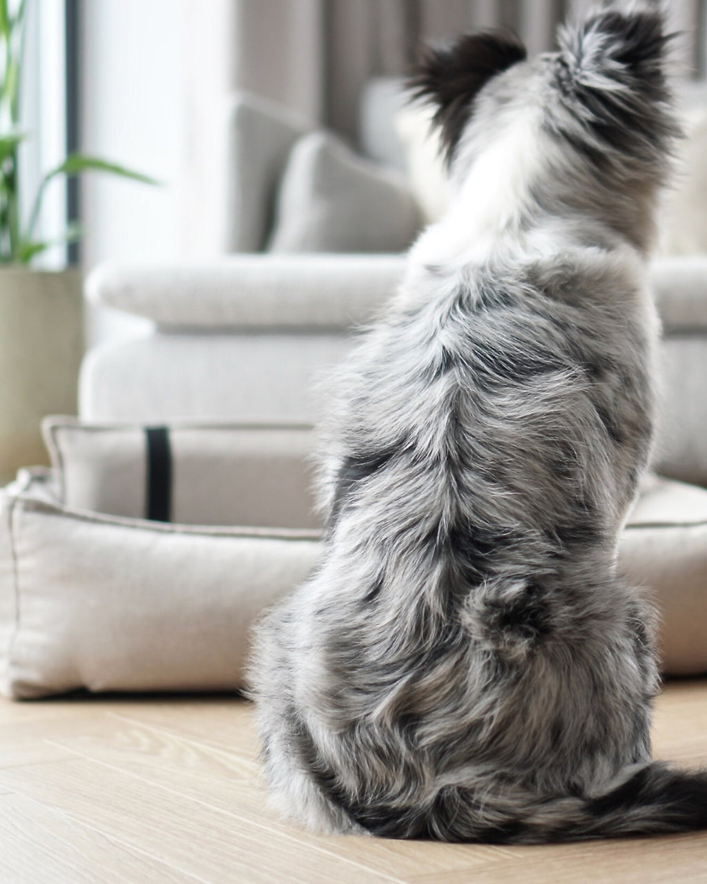 Cama ortopédica Orteo para perros