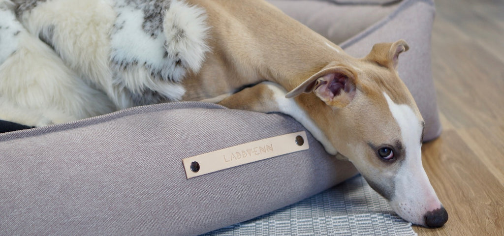 Cama TÖVE para perros