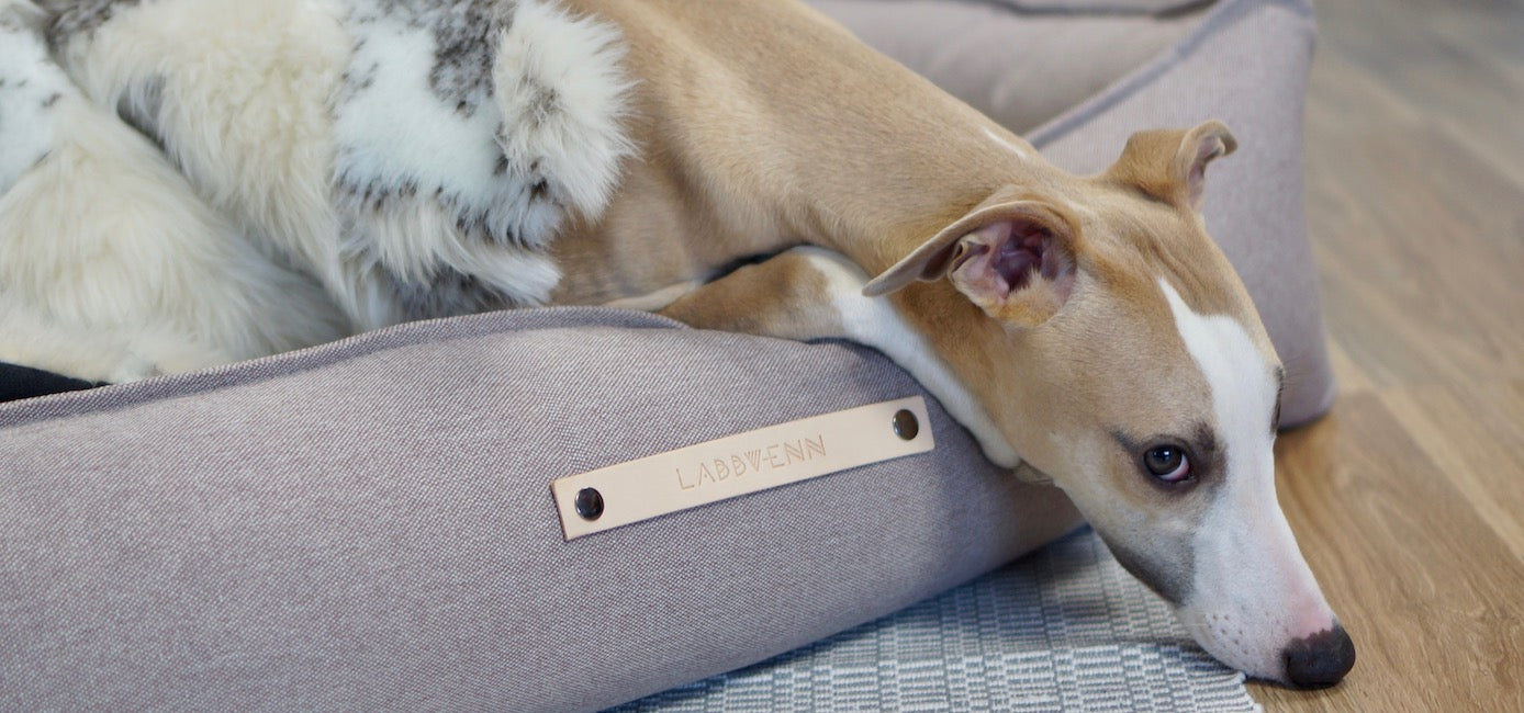 Cama TÖVE para perros