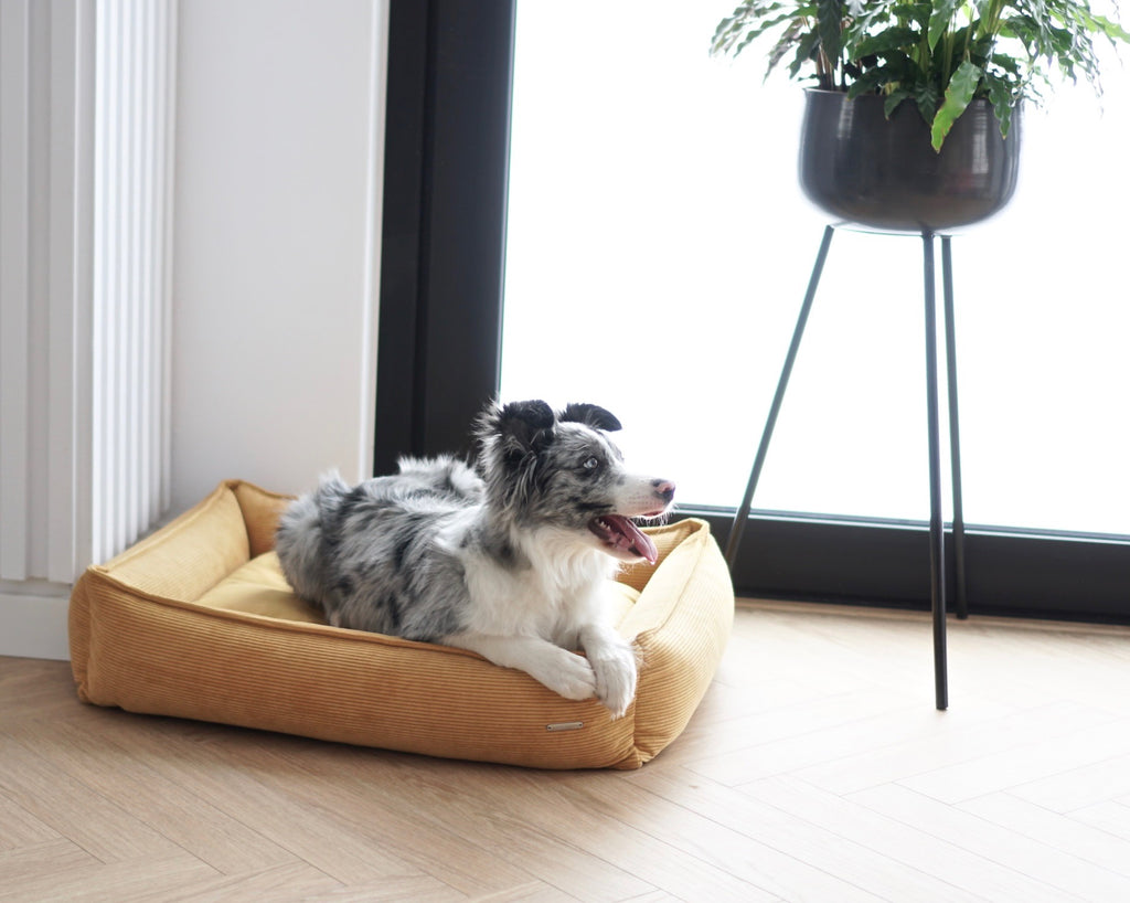 Cama Strippo para perros en pana