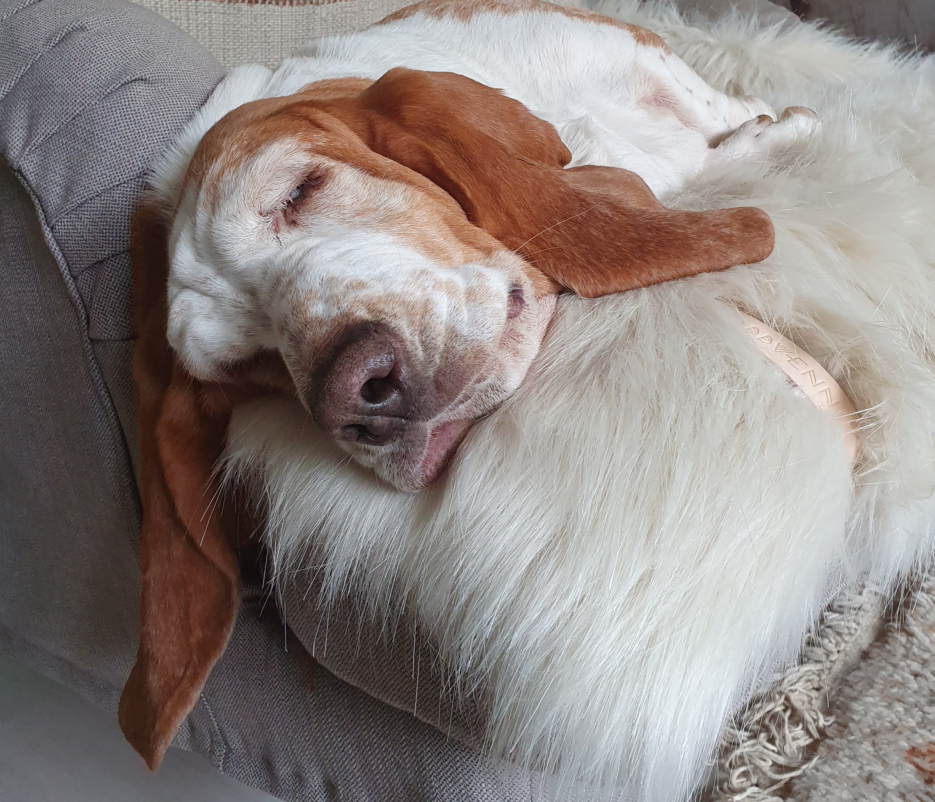 Manta doble cara Föra para perros