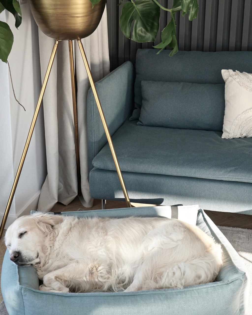 Cama ortopédica Orteo para perros