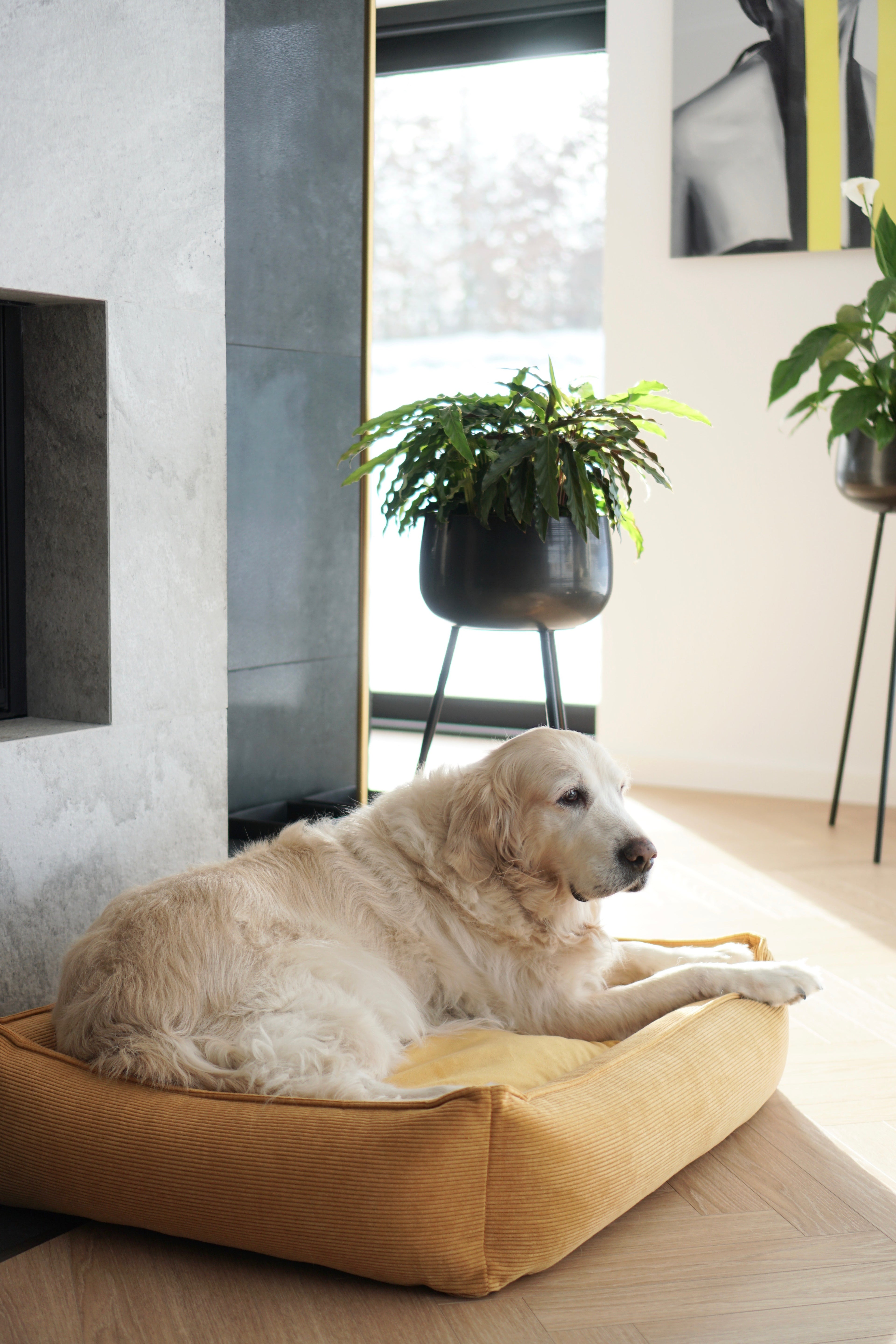 Cama Strippo para perros en pana