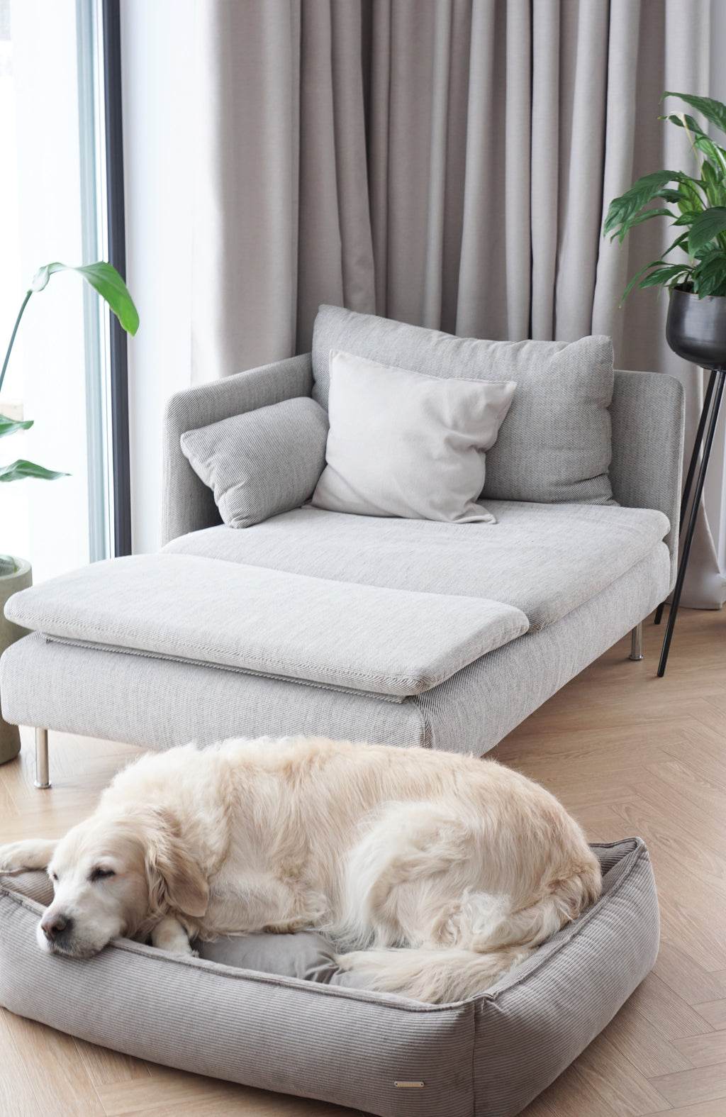 Cama Strippo para perros en pana