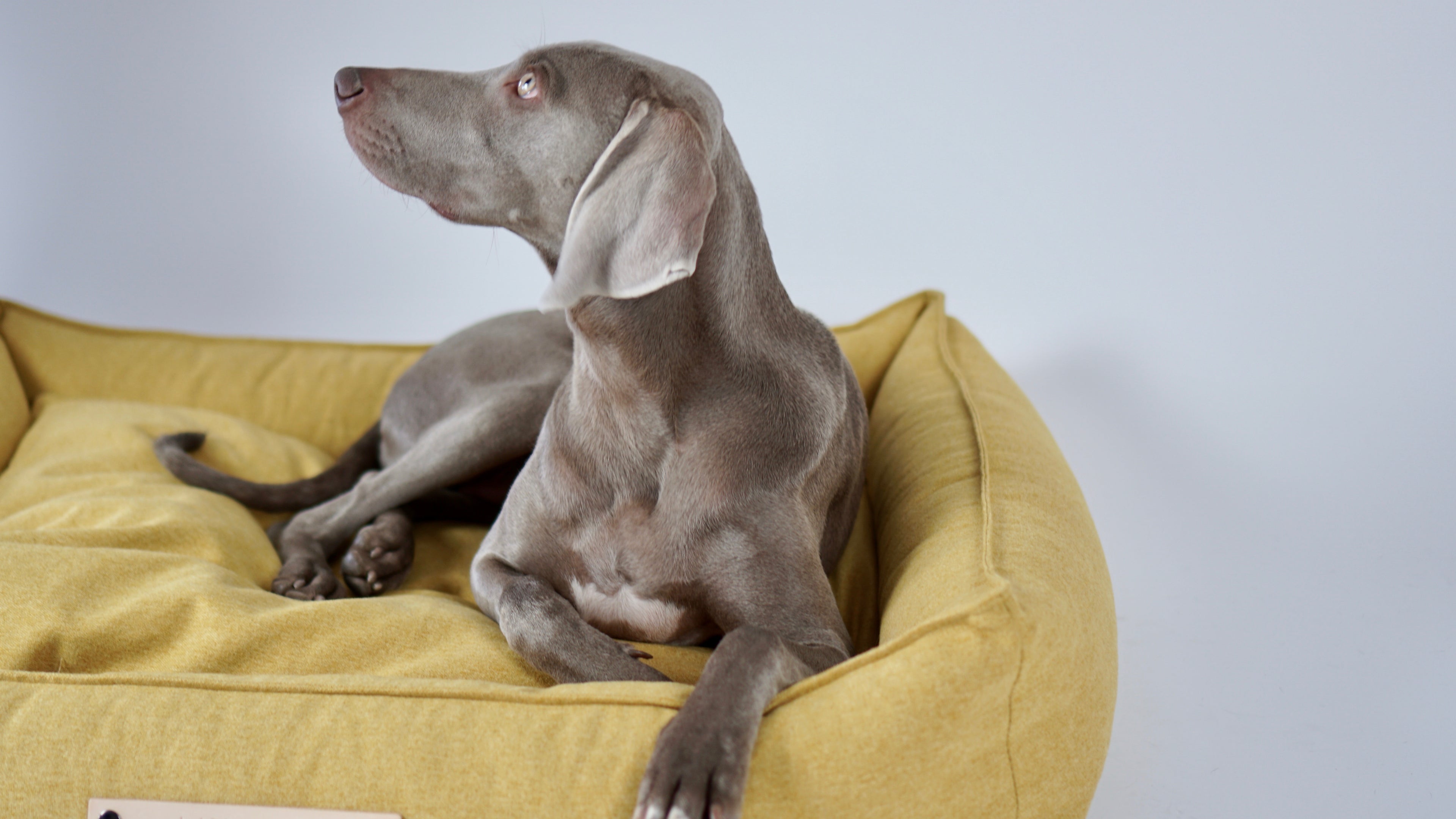 Cojín MØVIK para perros