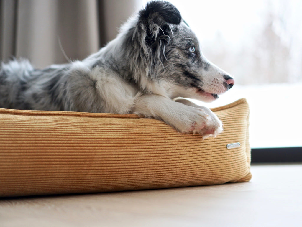 Cama Strippo para perros en pana
