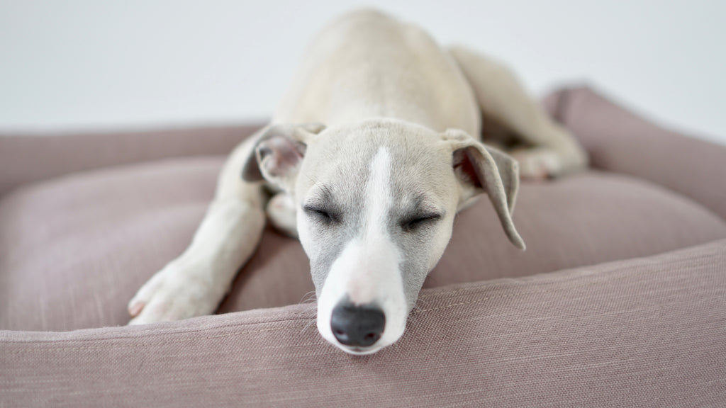 Cama Stokke para perros