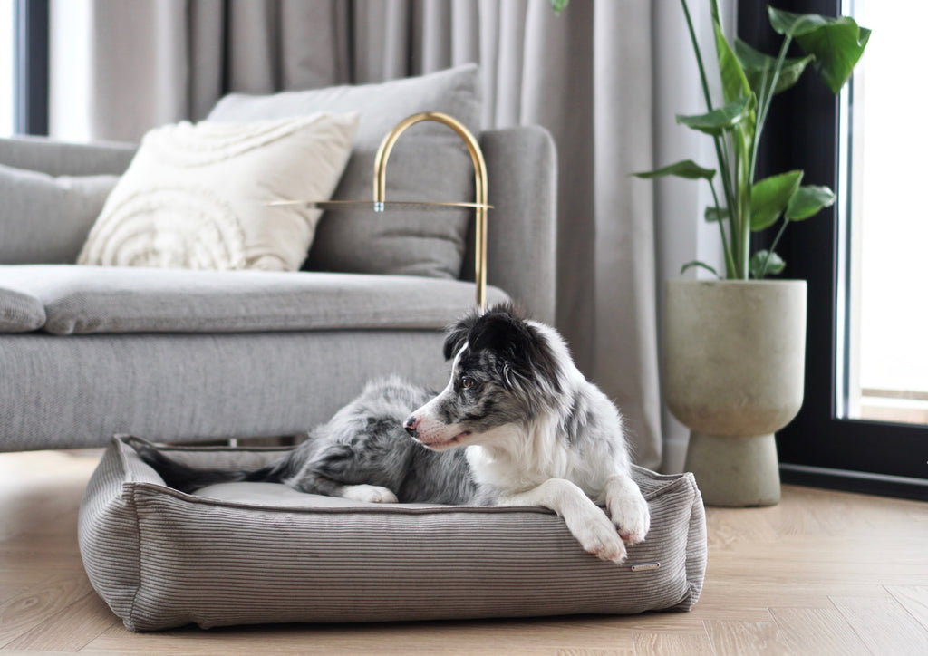 Cama Strippo para perros en pana