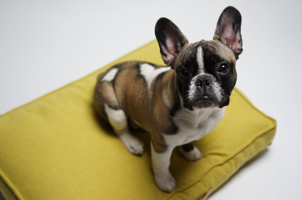 Cojín MØVIK para perros