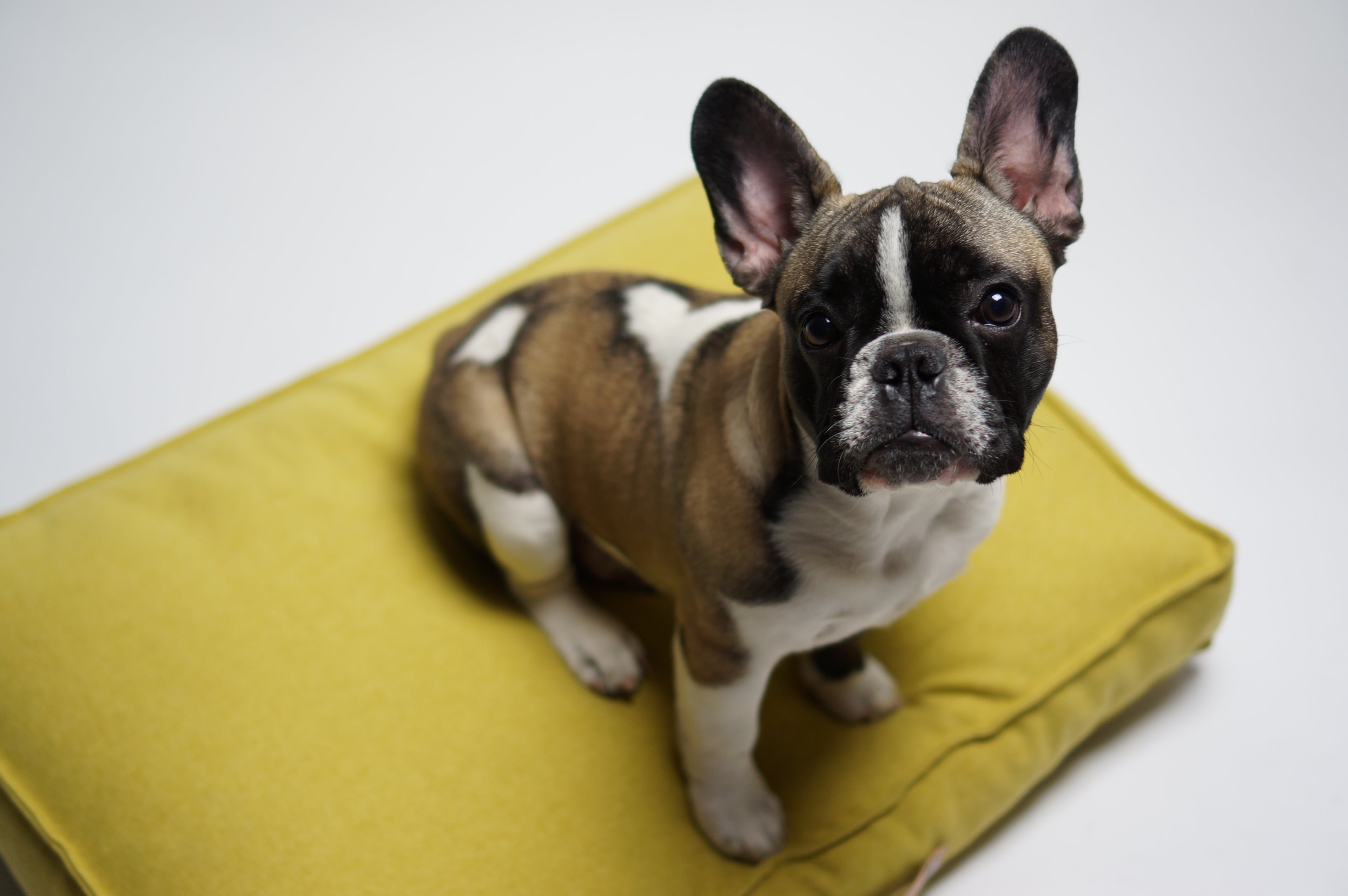 Cojín MØVIK para perros