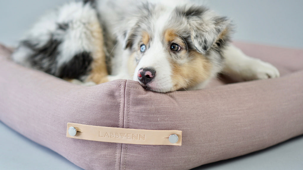 Cama Stokke para perros