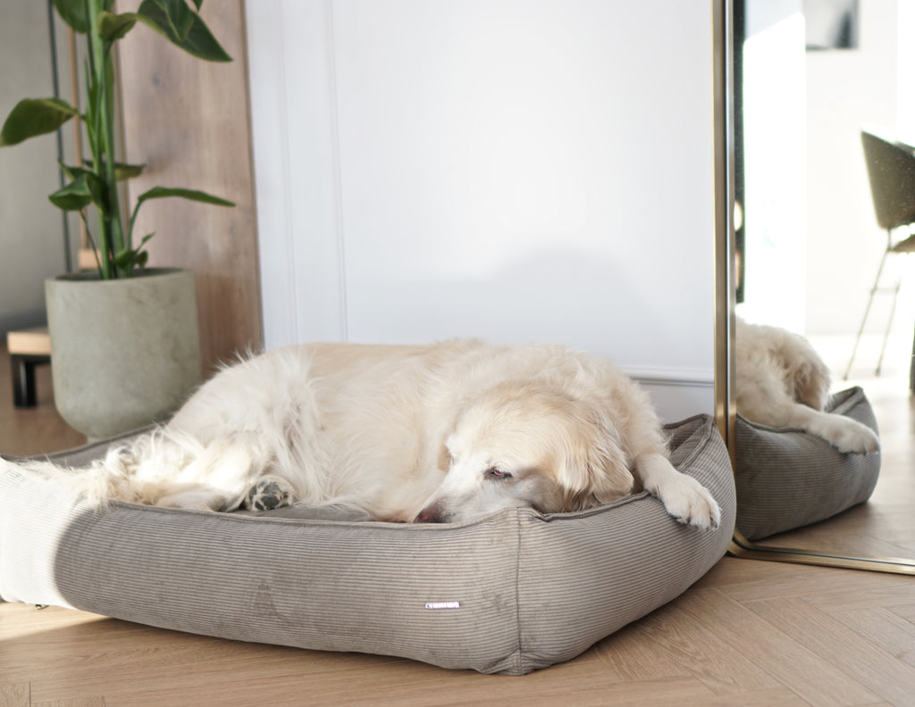 Cama Strippo para perros en pana