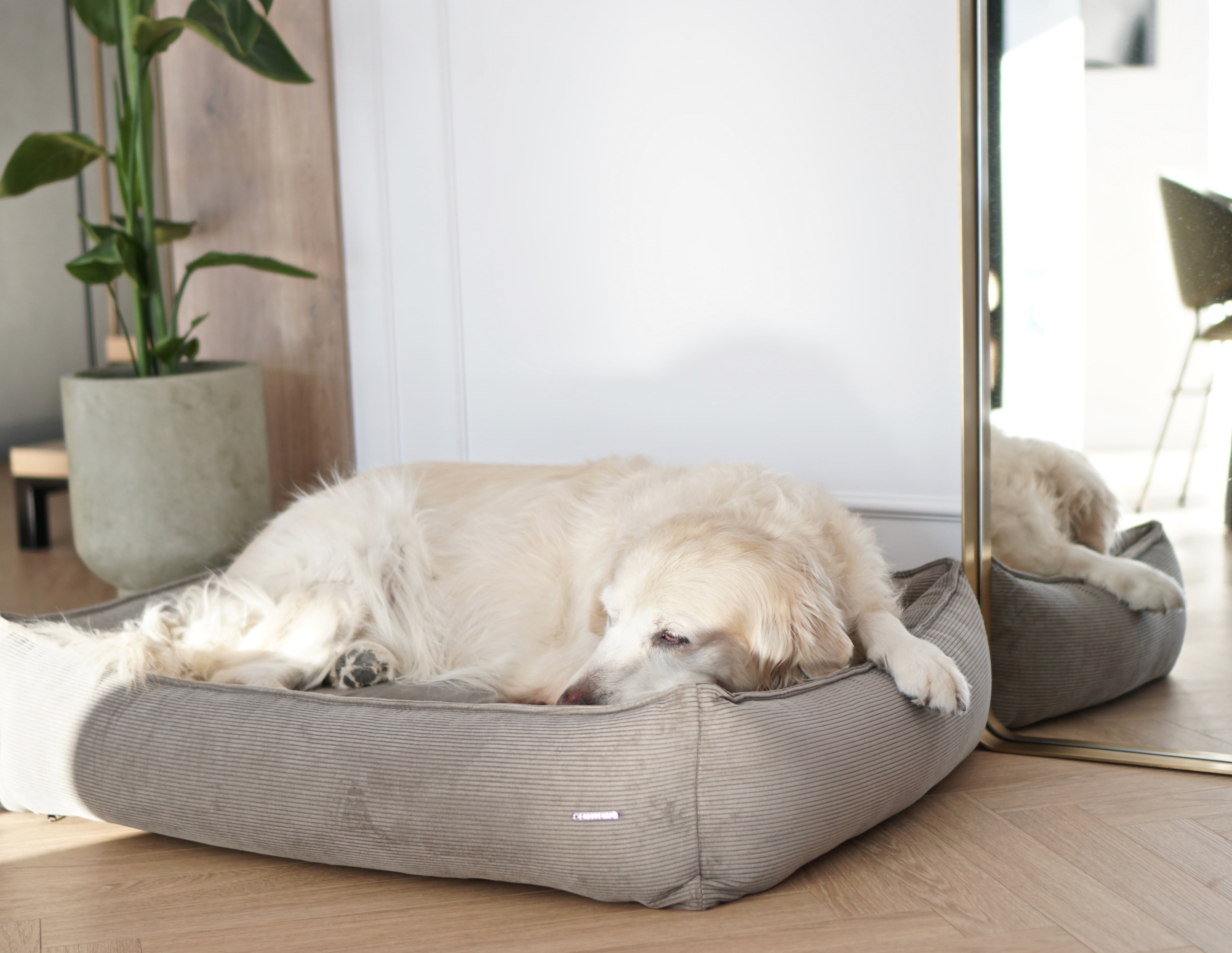Cama Strippo para perros en pana