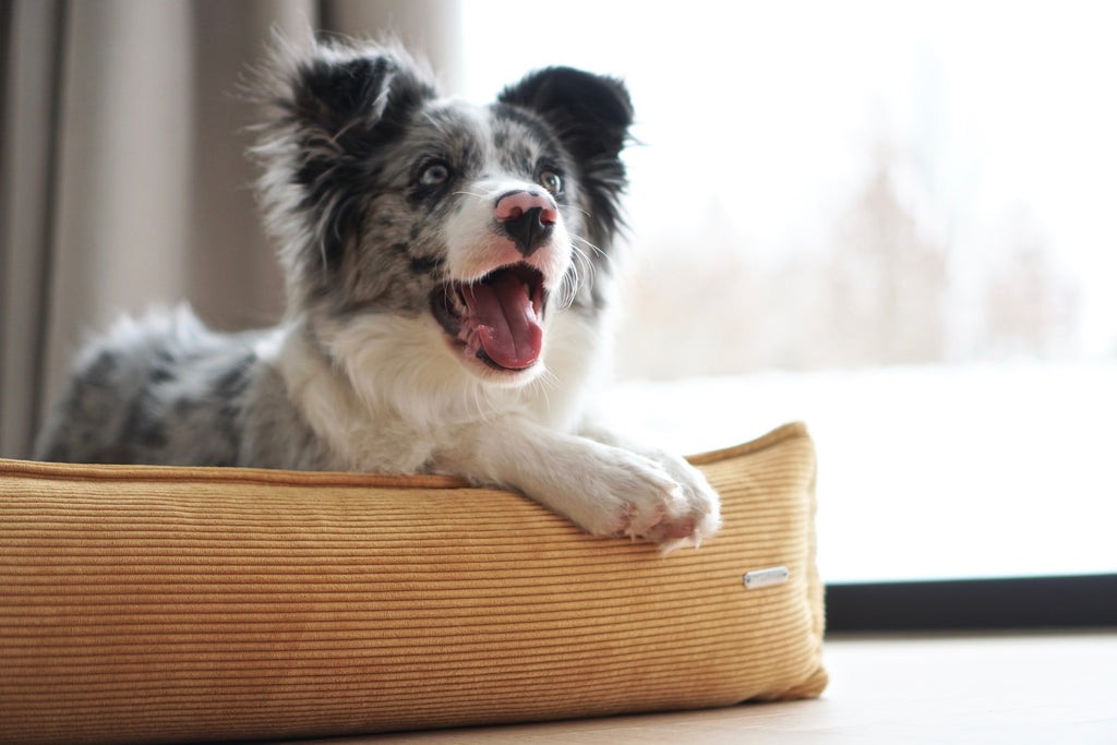 Cama Strippo para perros en pana